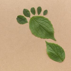 copy-space-leaves-collection