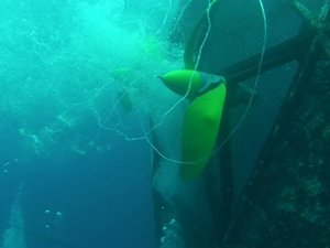 Self-propelled Aquaculture Cage Debuts in Culebra