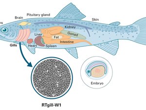 fish_invitrome_e