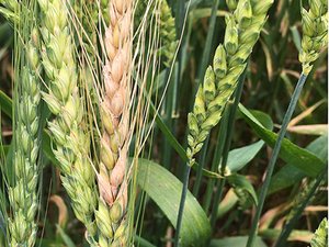 fusarium-on-wheat