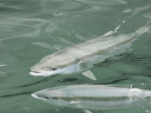 How to improve yellowtail kingfish performance at summer temperatures