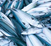 mackerel_shutterstock_1674010870