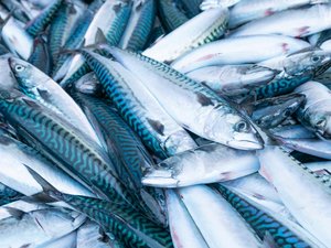 mackerel_shutterstock_1674010870