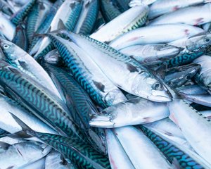 mackerel_shutterstock_1674010870