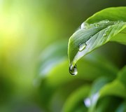 phytogenics_shutterstock_2498953415