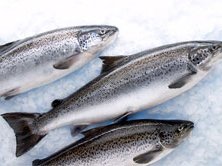 Genetic shortcut to breeding super-healthy salmon