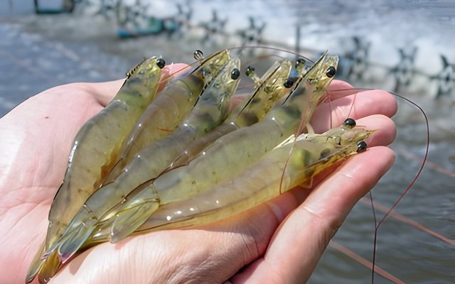 shrimp photo