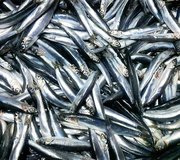 shutterstock_1894888135_Anchovies