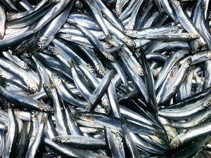 shutterstock_1894888135_Anchovies