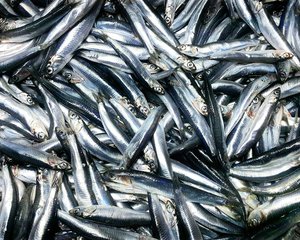 shutterstock_1894888135_Anchovies
