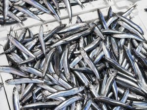 shutterstock_2099836621