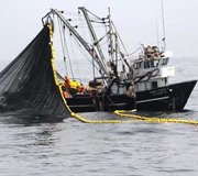 standard_Produce implementa acciones para proteger a la anchoveta, durante la pesca exploratoria en la zona norte-centro