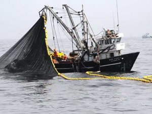 standard_Produce implementa acciones para proteger a la anchoveta, durante la pesca exploratoria en la zona norte-centro