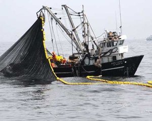 standard_Produce implementa acciones para proteger a la anchoveta, durante la pesca exploratoria en la zona norte-centro