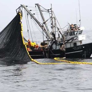 standard_Produce implementa acciones para proteger a la anchoveta, durante la pesca exploratoria en la zona norte-centro