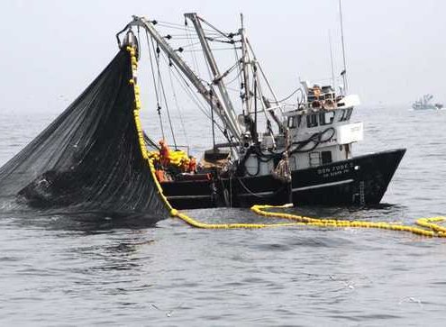 standard_Produce implementa acciones para proteger a la anchoveta, durante la pesca exploratoria en la zona norte-centro