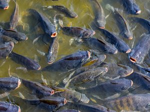 tilapia_shutterstock_2443067369