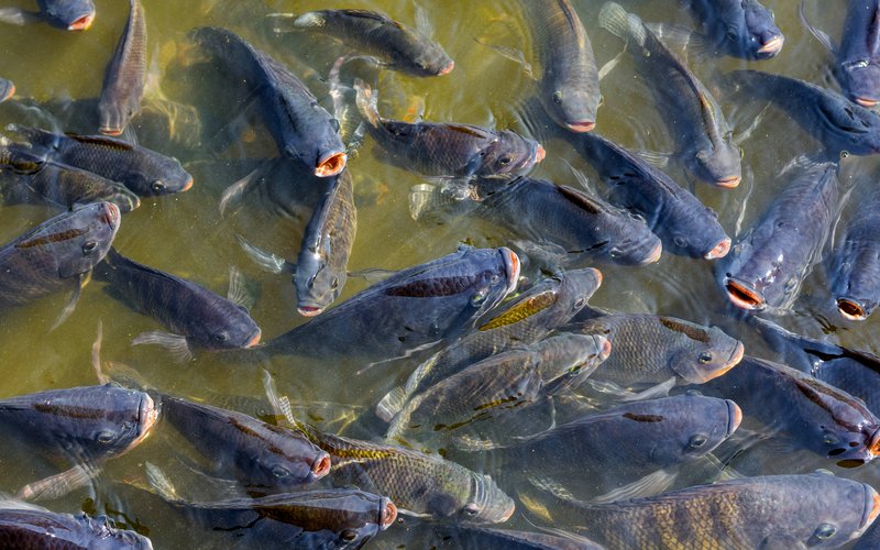 tilapia_shutterstock_2443067369
